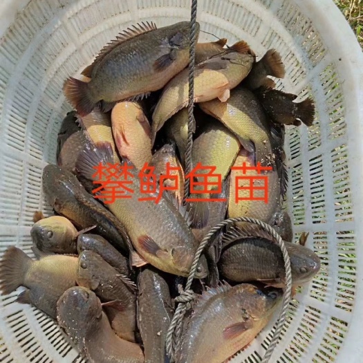 广州 攀鲈鱼苗