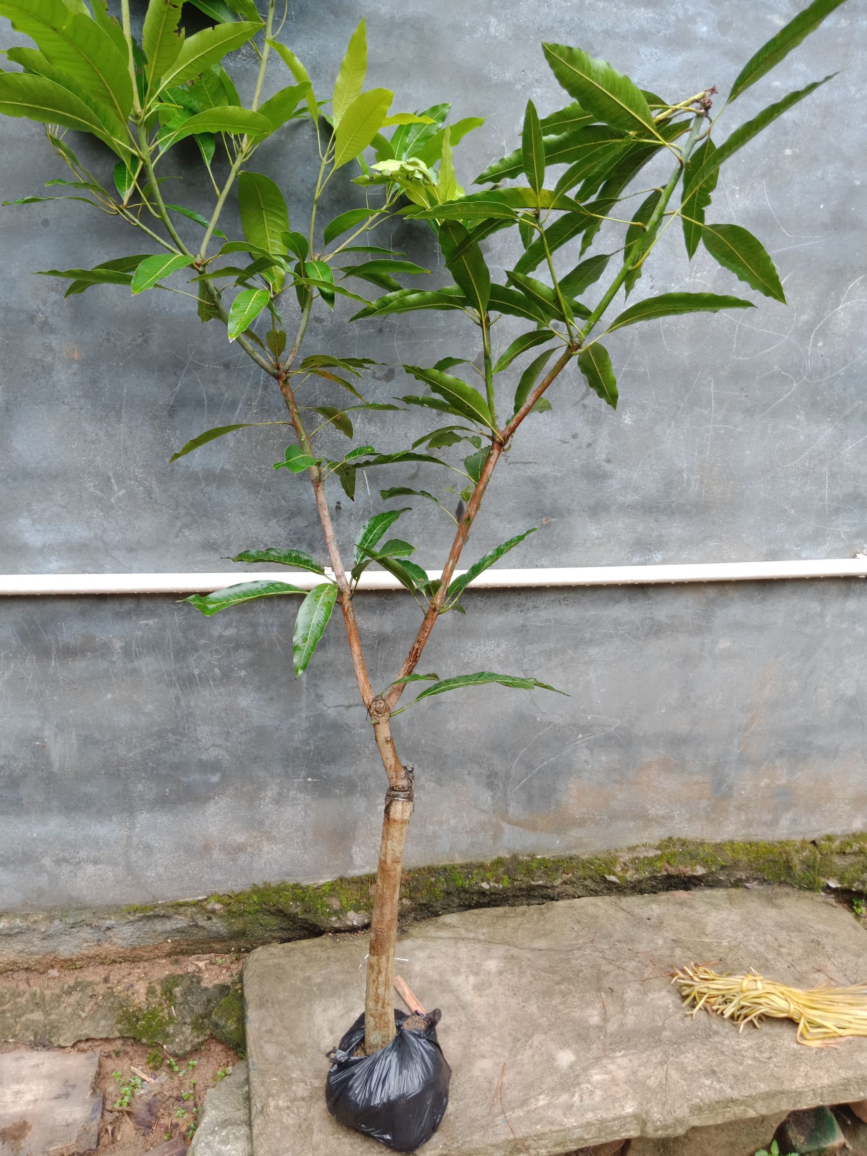 桂七芒果苗  5年大苗，地径4到6公分，带土球出售的！重量8