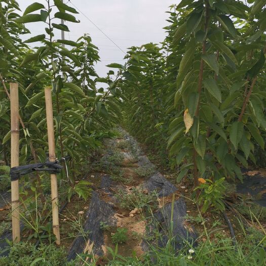 泰安瑞德樱桃苗 瑞德樱桃树苗 矮化新品种樱桃树苗