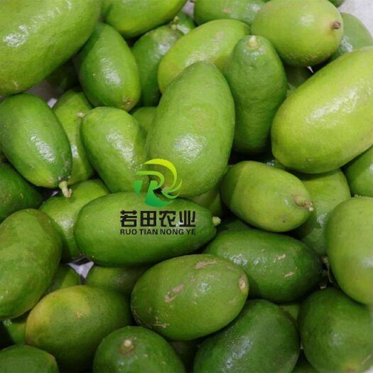 南宁 四季香水柠檬苗