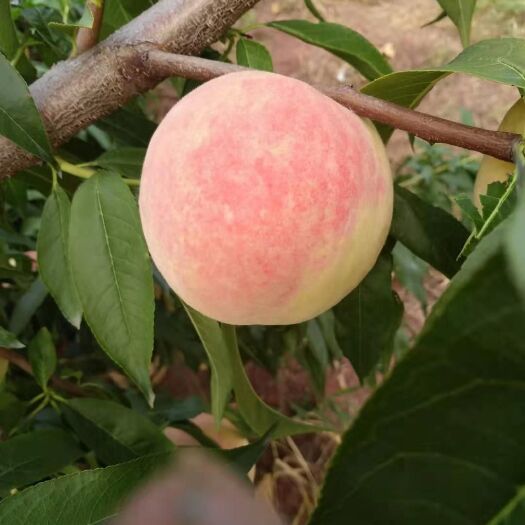 五莲县 蜜桃