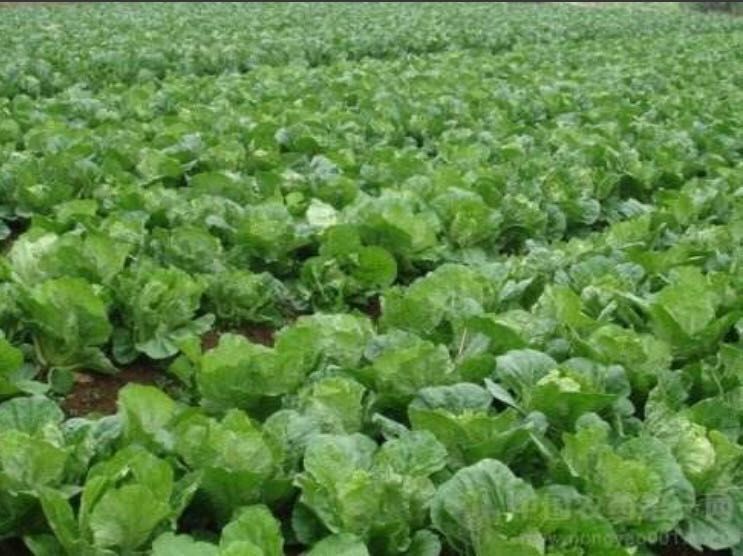 青杂三号白菜  湖北嘉鱼大白菜产地直销