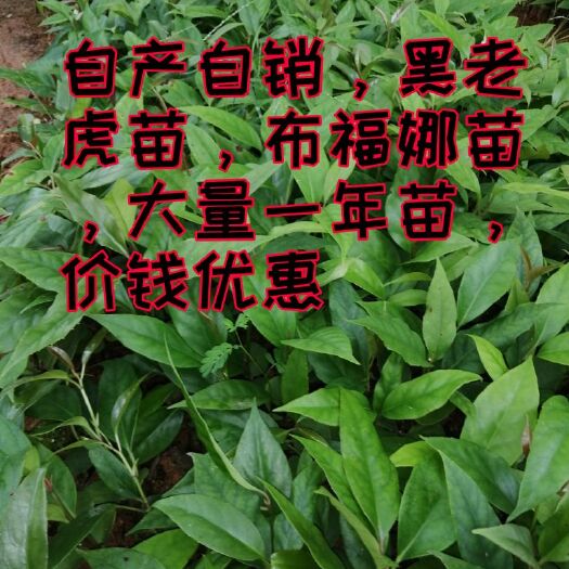  自家培育黑老虎苗，布福娜苗带土发货价钱优惠
