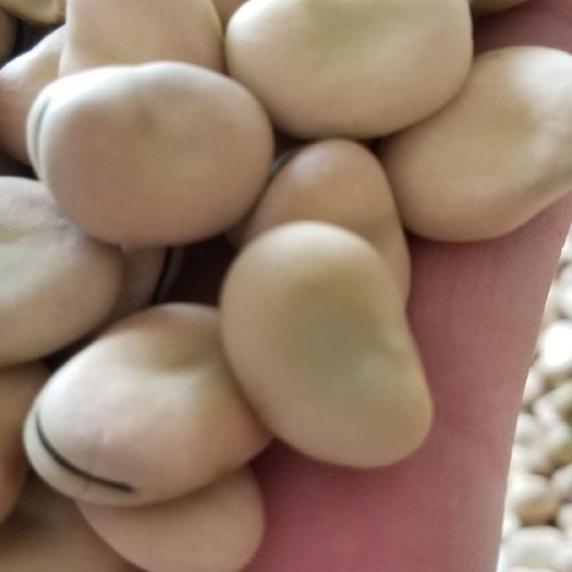 干蚕豆  生蚕豆，大蚕豆，优质蚕豆，量大从优
