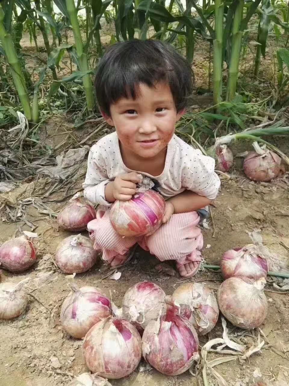  洋葱种子  紫皮洋葱种子 砖石红N3紫红色洋葱种子