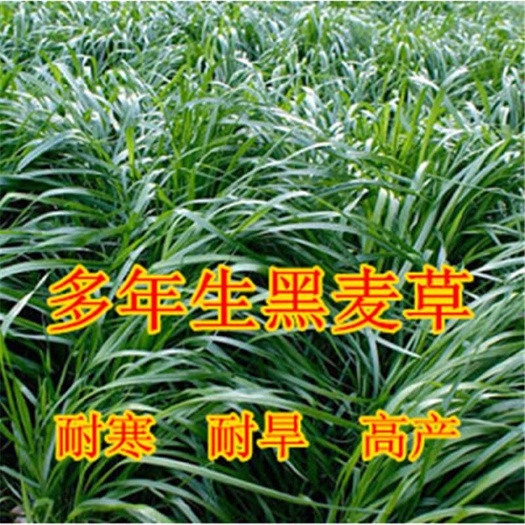 黑麦草种子 牧草种子多年生四季紫花苜蓿苏丹草猪牛羊鱼草种