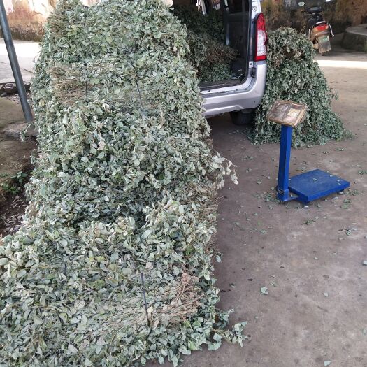 柳州金钱草