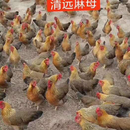 广州 长期大量供应品种鸡苗