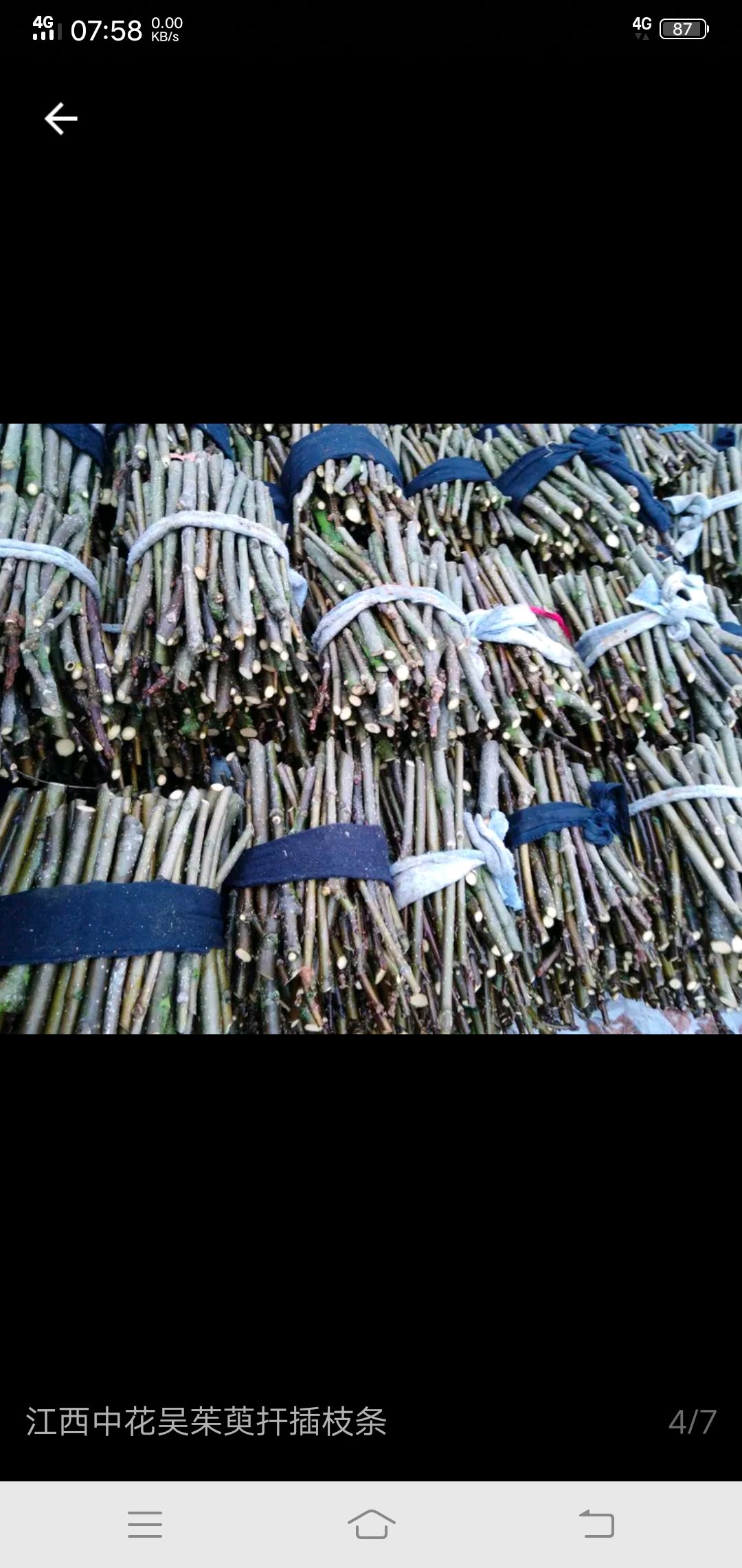 吴茱萸苗 江西中花吴茱萸枝条
