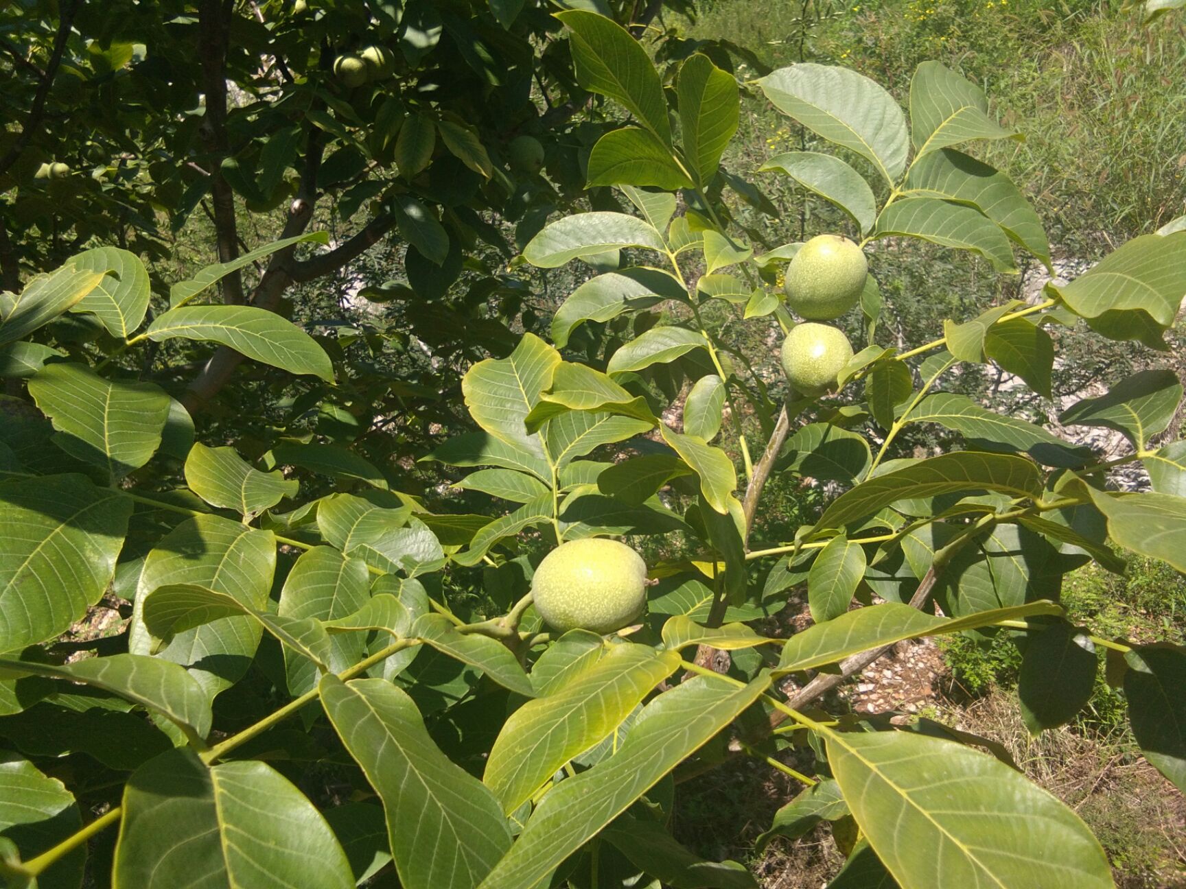  香玲干核桃