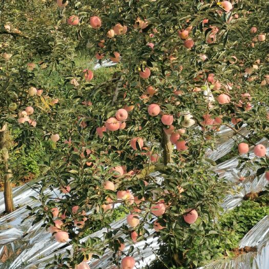 昭通 云南昭通高原苹果