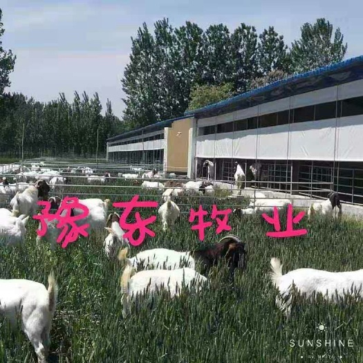 宁陵县 河南豫东牧业种羊培育基地，包成活保包技术价格真品种好包回收