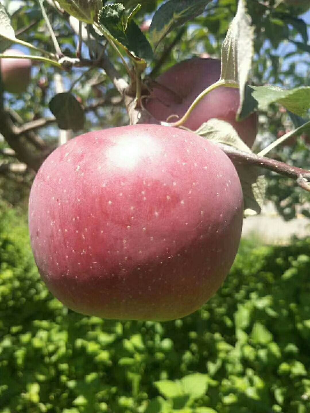红富士苹果 嘎啦果