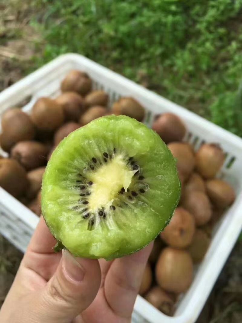  徐香猕猴桃