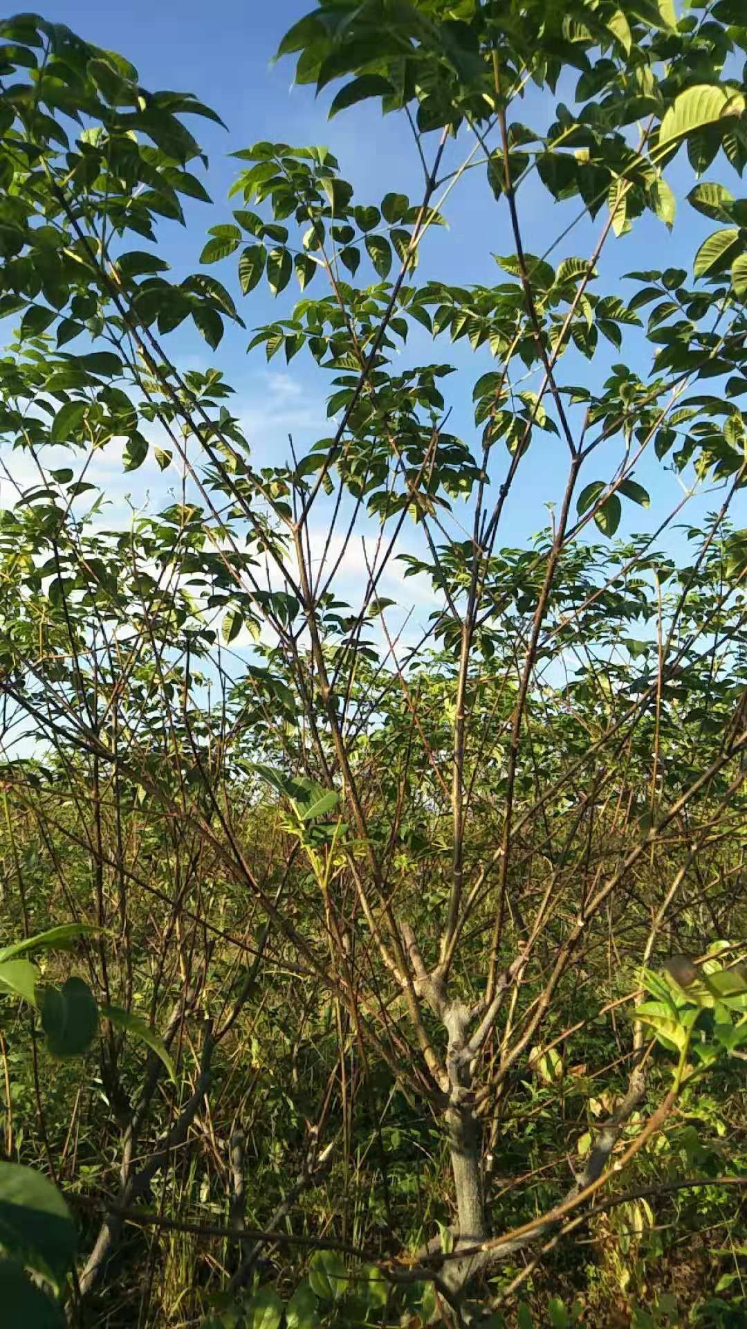 吴茱萸苗 江西中花吴茱萸枝条