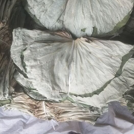 安新县干荷叶