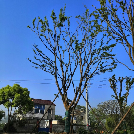 句容市 供应各规格单杆，丛生朴树。