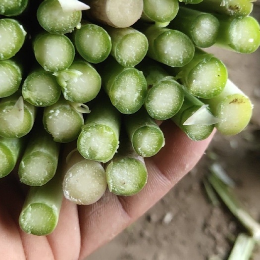 启东市绿芦笋 每天新鲜货，