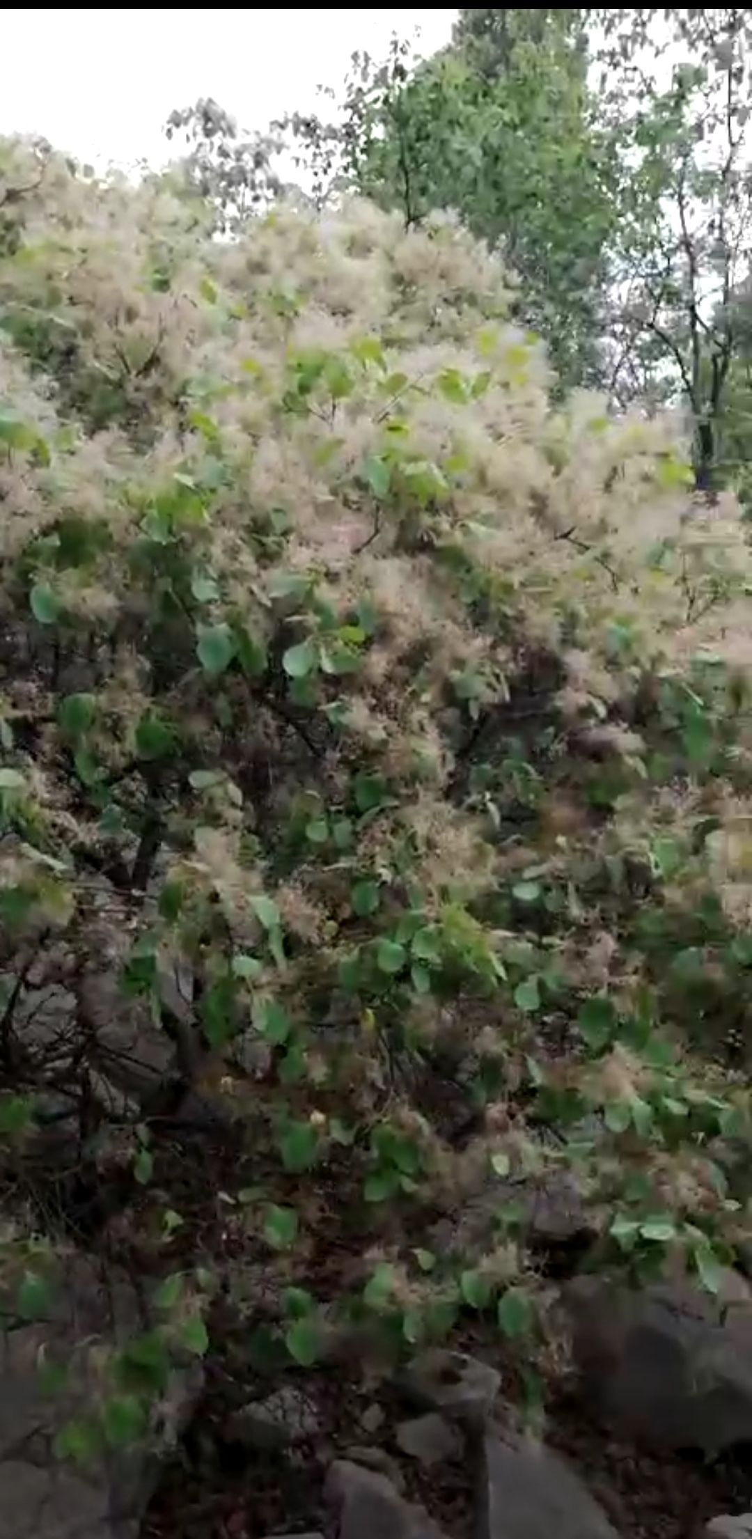济南 优质当年新黄栌种子