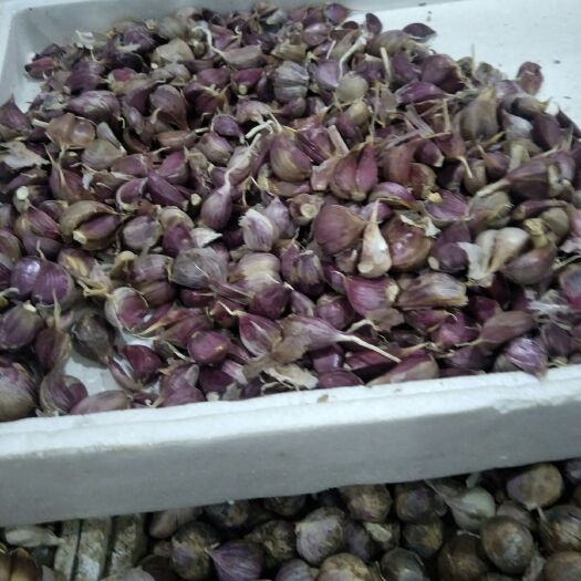 花垣县 红皮大蒜，可种植，自己吃