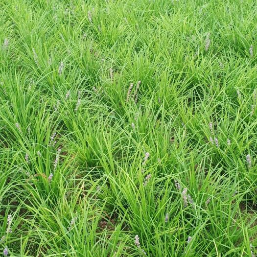 曹县 常年出售麦冬草绿化草麦冬苗