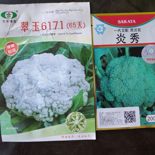  曰本一代杂交西兰花/花椰菜种子翠玉65天半松青梗松花