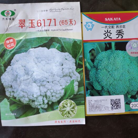 广州 曰本一代杂交西兰花/花椰菜种子翠玉65天半松青梗松花