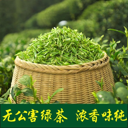 日照 无公害日照绿茶，浓香味醇，批发零售