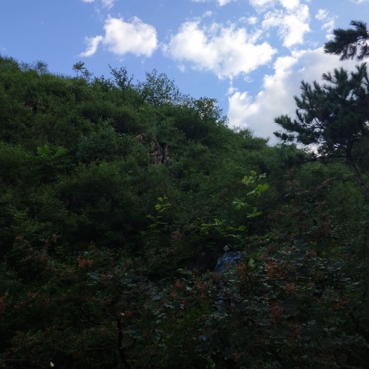 遵化市 2019年新下树的花椒皮，花椒子，，色泽鲜艳！高山花椒！