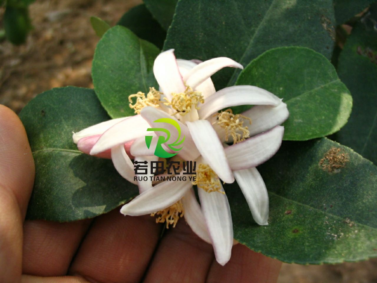  四季香水柠檬苗