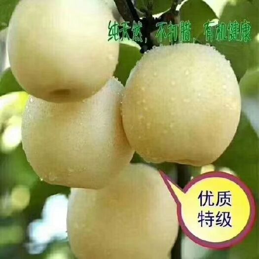 方城县 正宗博望黄金梨，自家种的，包邮24小时！