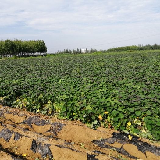 安丘市牛羊饲料  大量红薯秧，欢迎开价采购