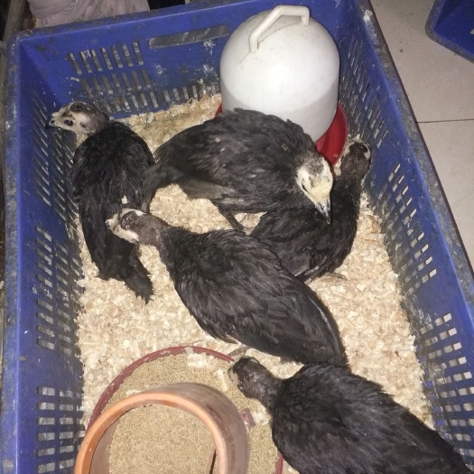 南宁 火鸡苗