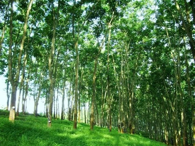 景洪市出售14年橡胶树一次未割，无心经营 共130亩3700颗树