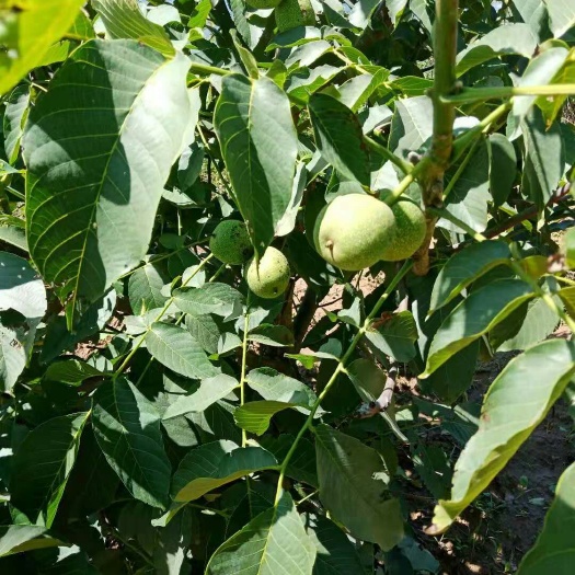 清水县 农家干核桃