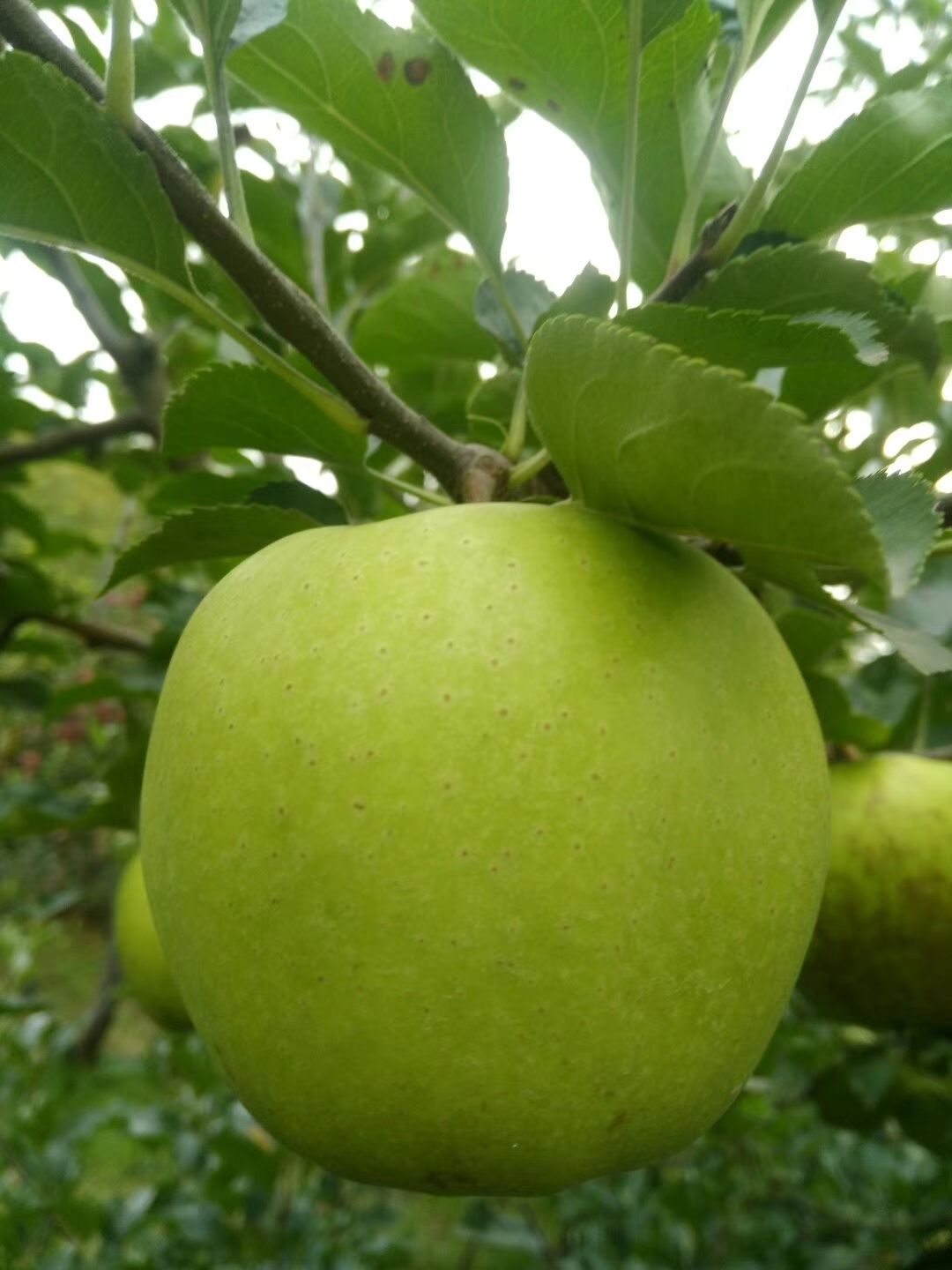 黄元帅苹果 黄元帅上市啦