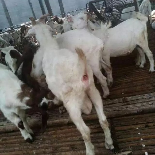 磐安县土山羊毛羊 绵羊 胡羊 黑山羊