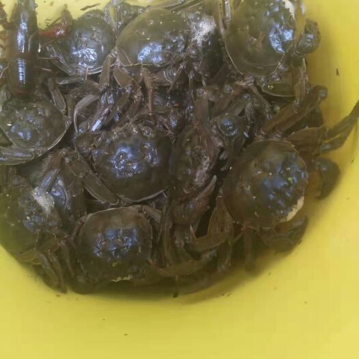 林州市生态大闸蟹 成品