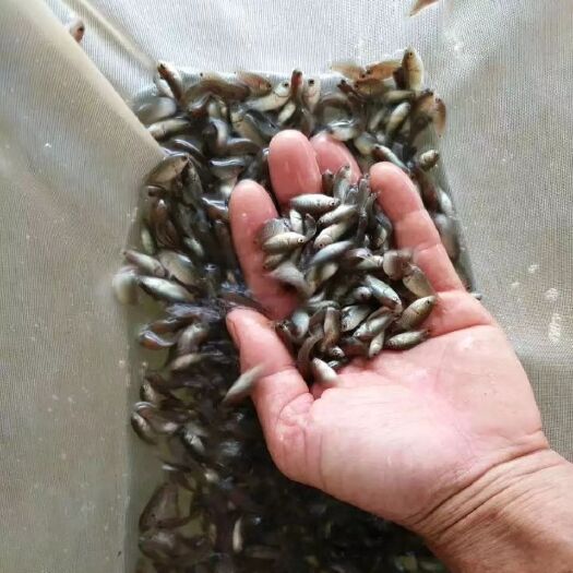 海口 优质杂交淡水攀鲈鱼/过山鲫/步行鱼/海南婆鱼苗和成品鱼出