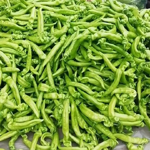昌黎县牛角椒 20cm以上 微辣 黄色