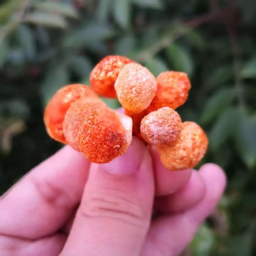 北虫草  【500g大孢子头】虫草虫草花金虫草蛹虫草干货泡茶