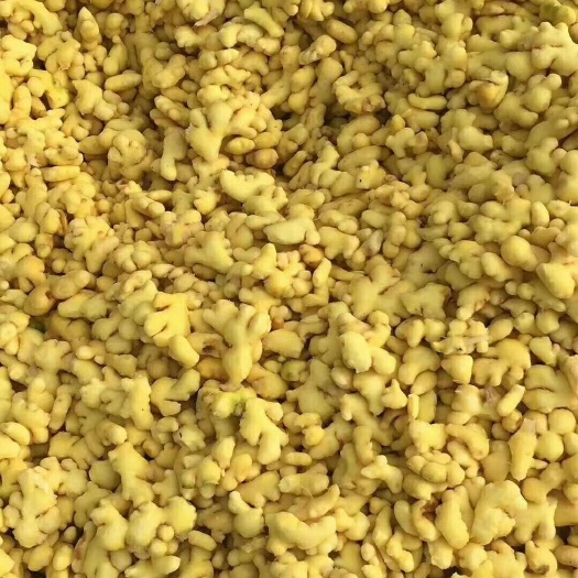 泡姜  常年代加工    小黄姜  新鲜 辣味足