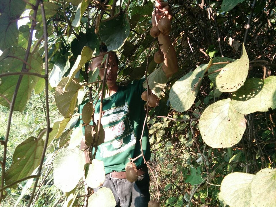  纯野生的湘西大山里的猕猴桃