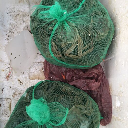 深圳 江苏大闸蟹