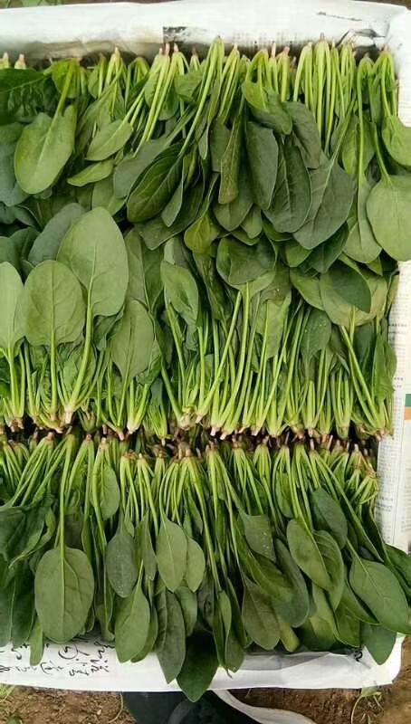  圓葉，小葉菠菜大量供應(yīng)！