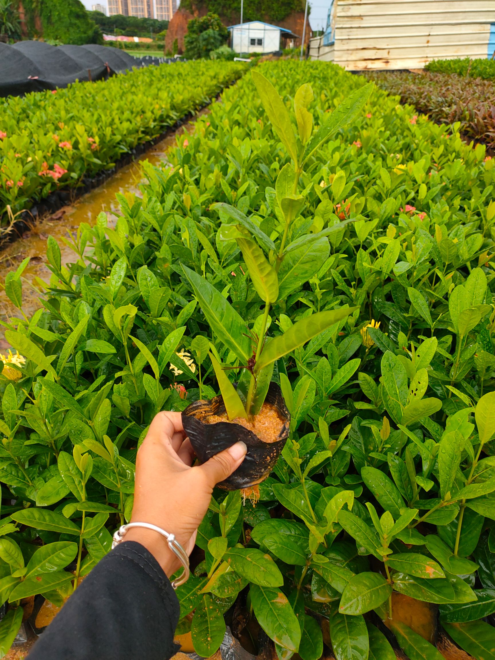 龙船花 长期供应大量地被苗(龙泉花）