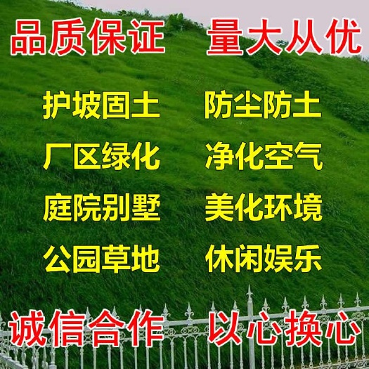 绿化草坪种子四季常青狗牙根黑麦草百慕大高羊茅庭院护坡草