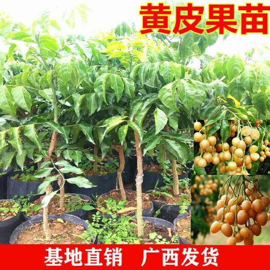 灵山县嫁接黄皮果树苗大鸡心黄皮苗酸甜可囗南方盘栽地栽