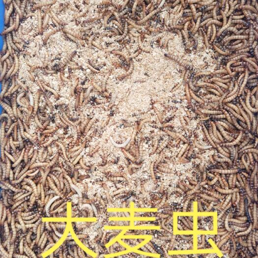 昌江县 大麦虫【活体】