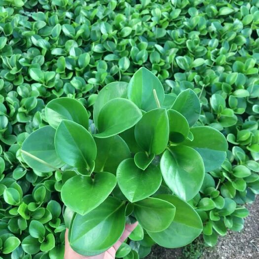 漳平市 青叶碧玉 碧玉盆栽 产地直销批发量大优惠关注咨询